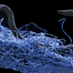 Un gusano nematodo descubierto a 1,4km de profundidad en una mina africana.